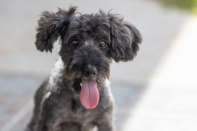 Close-up portrait of dog