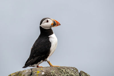 Close-up of bird perching on rock