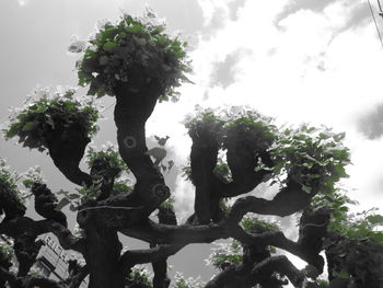 Low angle view of tree against sky