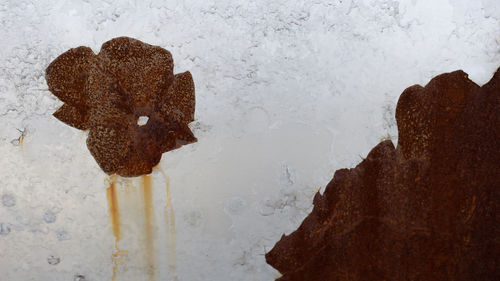 Close-up of ice cream on wood