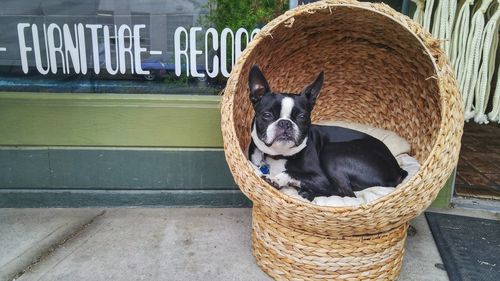 Portrait of boston terrier sitting in chair at footpath