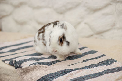 A cute small decorative white and gray rabbit