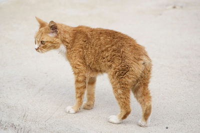 Full length of ginger cat standing outdoors