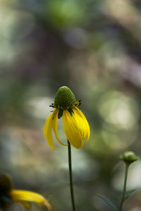 Close-up of yellow flowering plant