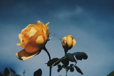 Low angle view of flowering plant against sky