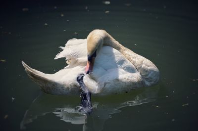 Swan swimming in lake