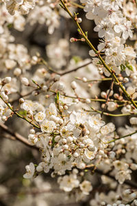 Close-up of white apple blossoms in spring