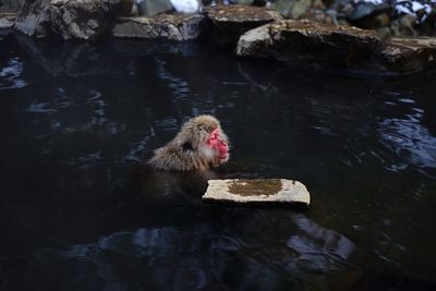 High angle view of japanese macaques in hot spring during winter