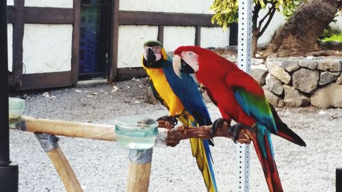 Close-up of parrot perching on wood