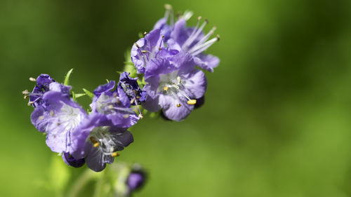 Close-up of purple flowers blooming outdoors