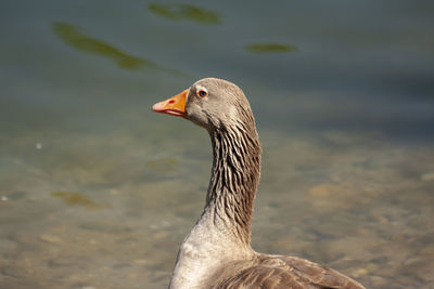 Close-up of a duck