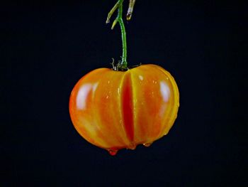 Close-up of orange bell pepper against black background