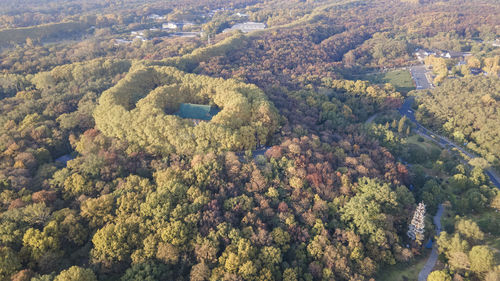 High angle view of trees in forest