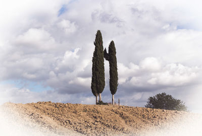 Cactus on field against sky