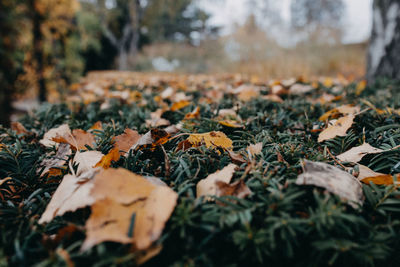 Close-up of autumn leaves on field in forest