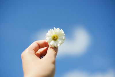 Close-up of hand holding white flower against blue sky during sunny day