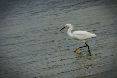 Close-up of swan perching on lake