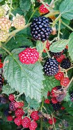 Close-up of strawberries