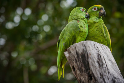 Scaly naped parrots (amazona mercenaria)