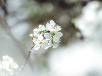 Close-up of white cherry blossoms in spring