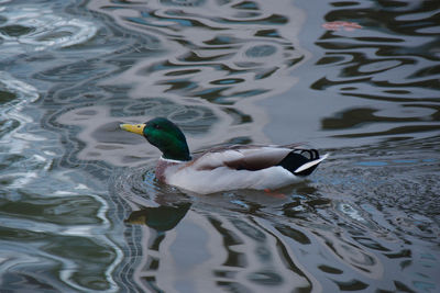 High angle view of mallard duck swimming in lake