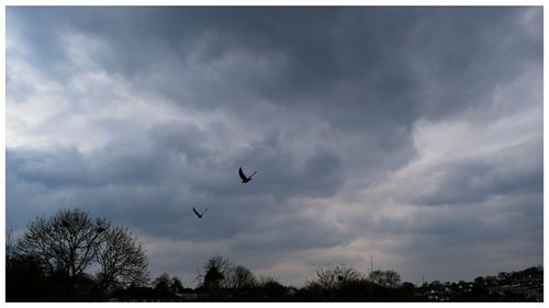 Low angle view of bird flying against cloudy sky