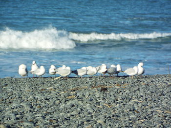 Seagulls on beach