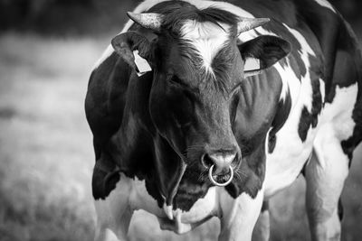 Close-up portrait of a cow