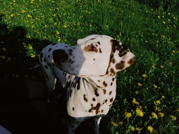 Close-up of dog standing amidst plants on field