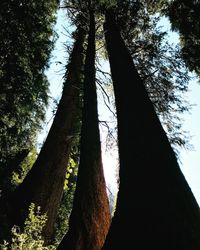 Low angle view of trees in forest against sky