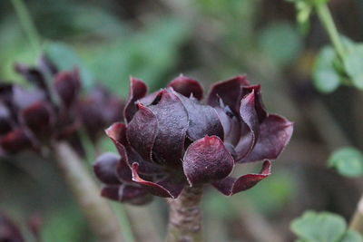 Close-up of flowers against blurred background