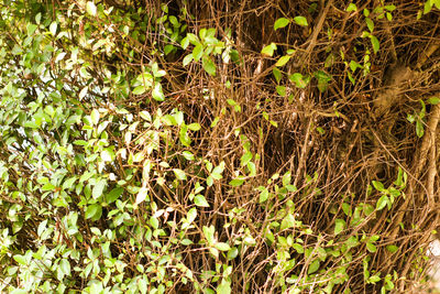 High angle view of bamboo plants on field