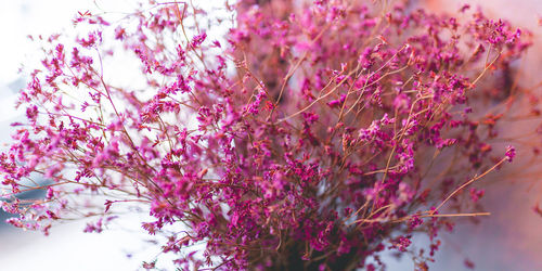 Close-up of pink flowering tree