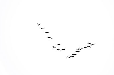 Flock of birds flying over white background