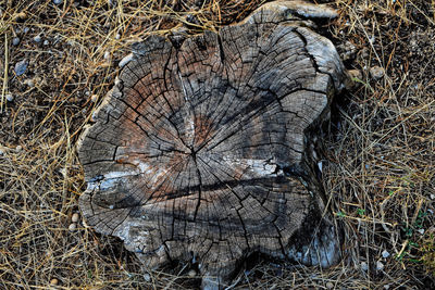 Close-up of tree stump in forest