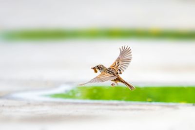 Side view of a bird flying