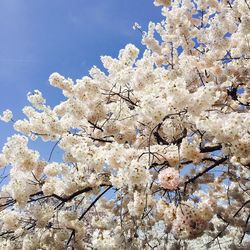 Low angle view of cherry blossoms against blue sky