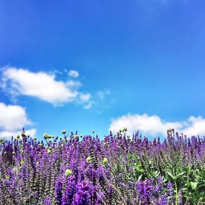 Purple flowers blooming in field