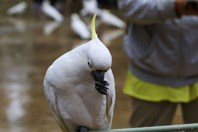 Close-up of parrot perching on man