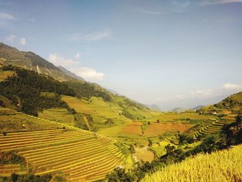 Scenic view of agricultural field against sky