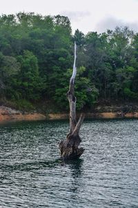 Scenic view of river flowing in forest