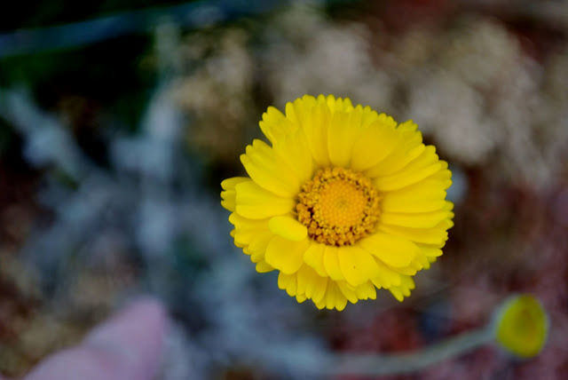 flower, yellow, petal, fragility, flower head, freshness, focus on foreground, growth, close-up, beauty in nature, single flower, nature, blooming, pollen, plant, selective focus, in bloom, outdoors, day, botany