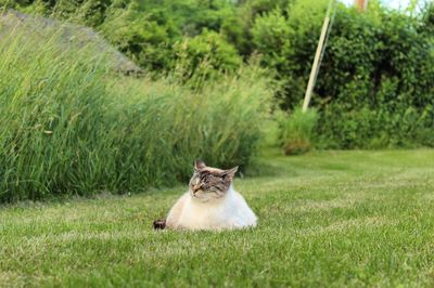 Cat sitting on grass