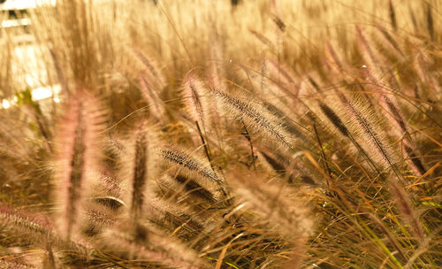 Fluffy golden ears of dry grass, cereal plants sway in the wind.minimal, stylish, trend concept.