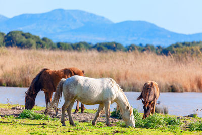 Wild horses grazing on the riverside , with mountains on background . mustangs at nature reserve 