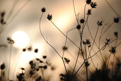 Close-up of silhouette plants against sky during sunset