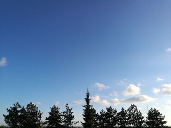 Low angle view of trees against blue sky