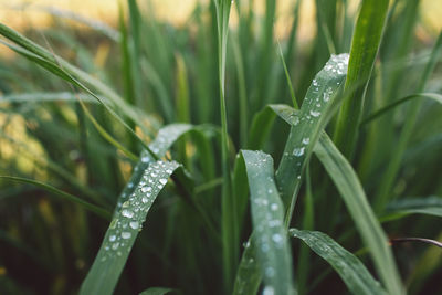 Close-up of wet plants during rainy season