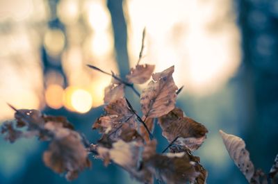 Close-up of leaves on twig