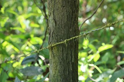 Close-up of tree trunk in forest